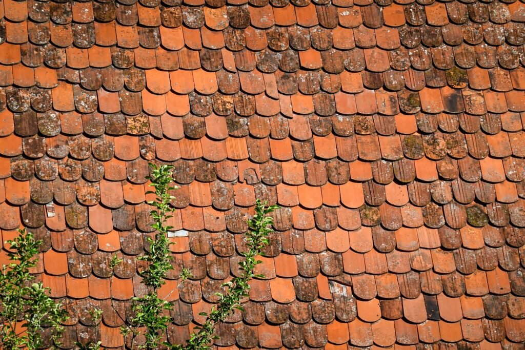 Tuiles anciennes gagnées par la végétation
